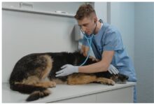How to Choose a Veterinarian in Rhodes